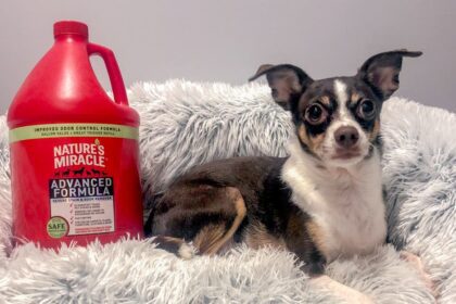 How To Clean A Dog Bed