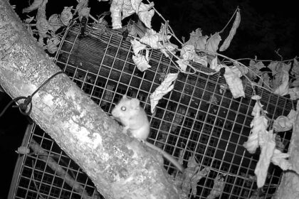 Protecting The Humble Dormouse From Extinction Using Ai And Machine