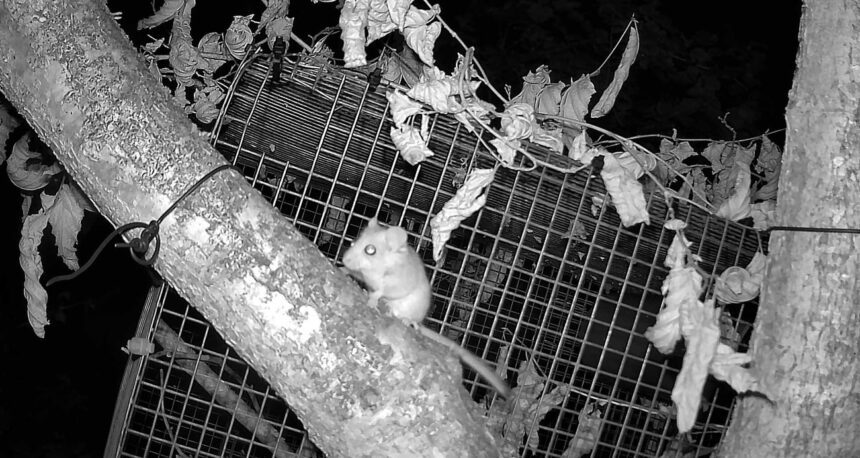 Protecting The Humble Dormouse From Extinction Using Ai And Machine