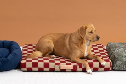The Best Dog Beds
