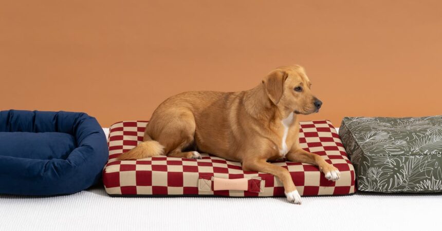 The Best Dog Beds