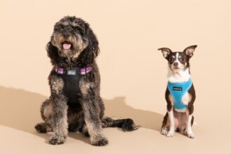 The Best Dog Harnesses