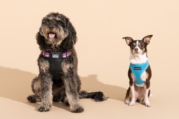 The Best Dog Harnesses