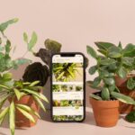 The Best Plant Identification App