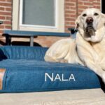 The Best Dog Beds Of 2024