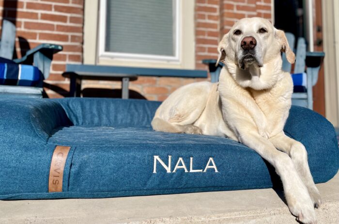 The Best Dog Beds Of 2024