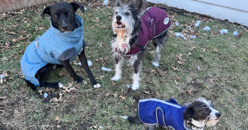 The Best Winter Jackets And Raincoats For Dogs